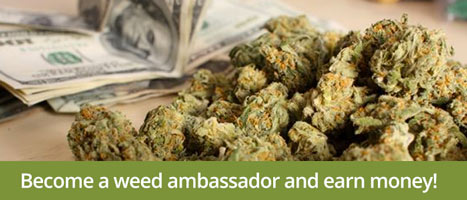 Learn how to make money selling weed by becoming a weed ambassador