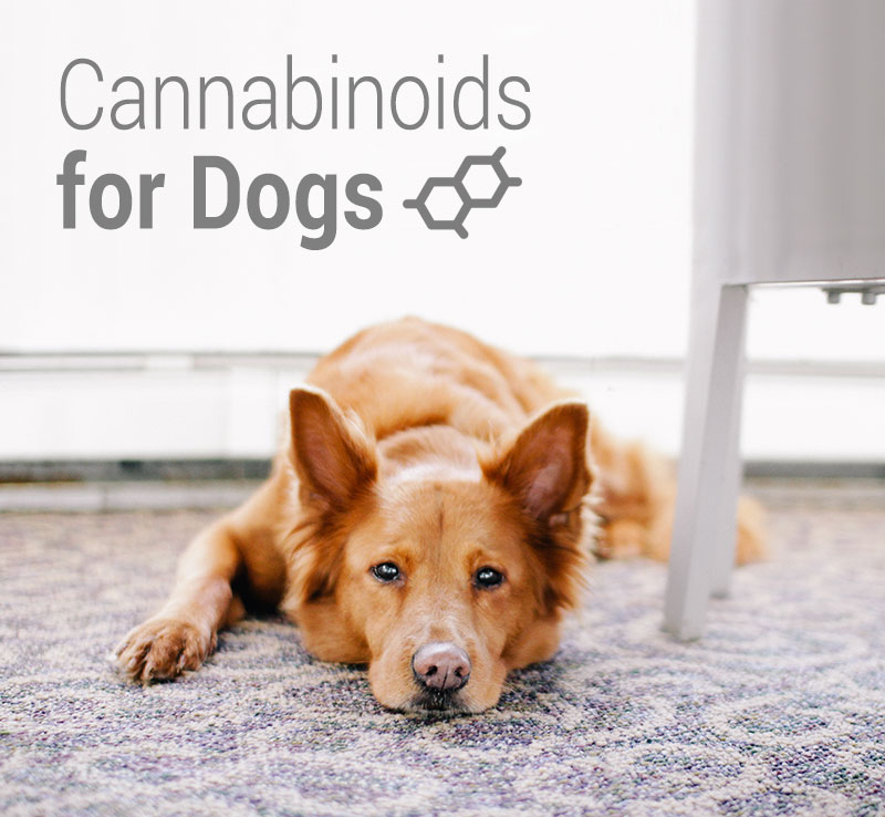 All about Cannabinoids for Dogs